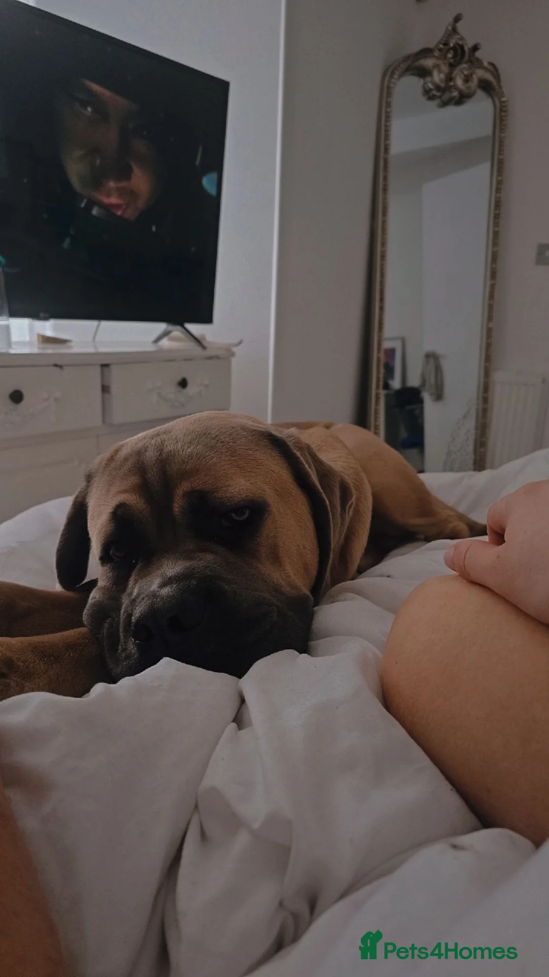 Cane Corso dogs for sale: 1-Year-Old Cane Corso – Loving Family Home Wanted in Glasgow - Advert 2