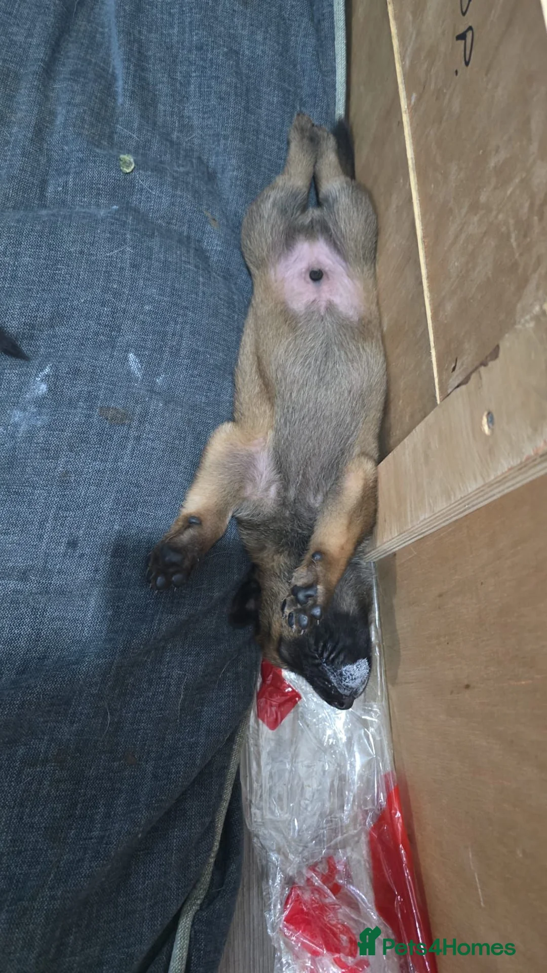 Belgian Shepherd Dog dogs for sale: Pups  - Advert 2