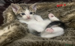 Mixed Breed cats for sale: 6 X BEAUTIFUL MIXED BREED KITTENS BORN 23.08.2025  - Image 18