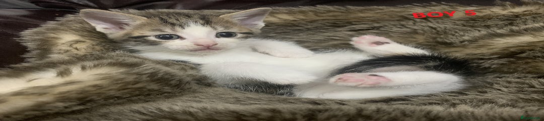 Mixed Breed Kitten 5 - boy 5