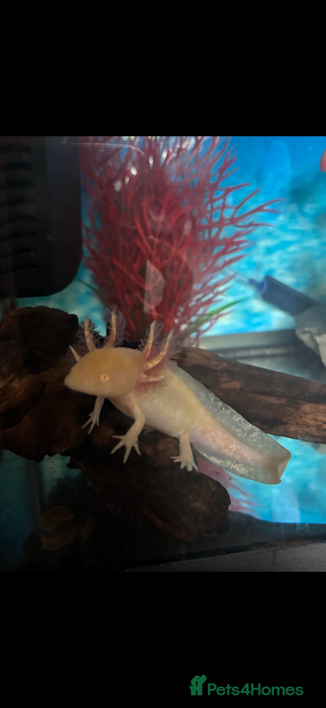 Axolotl reptiles for sale: Baby axolotls - Advert 3