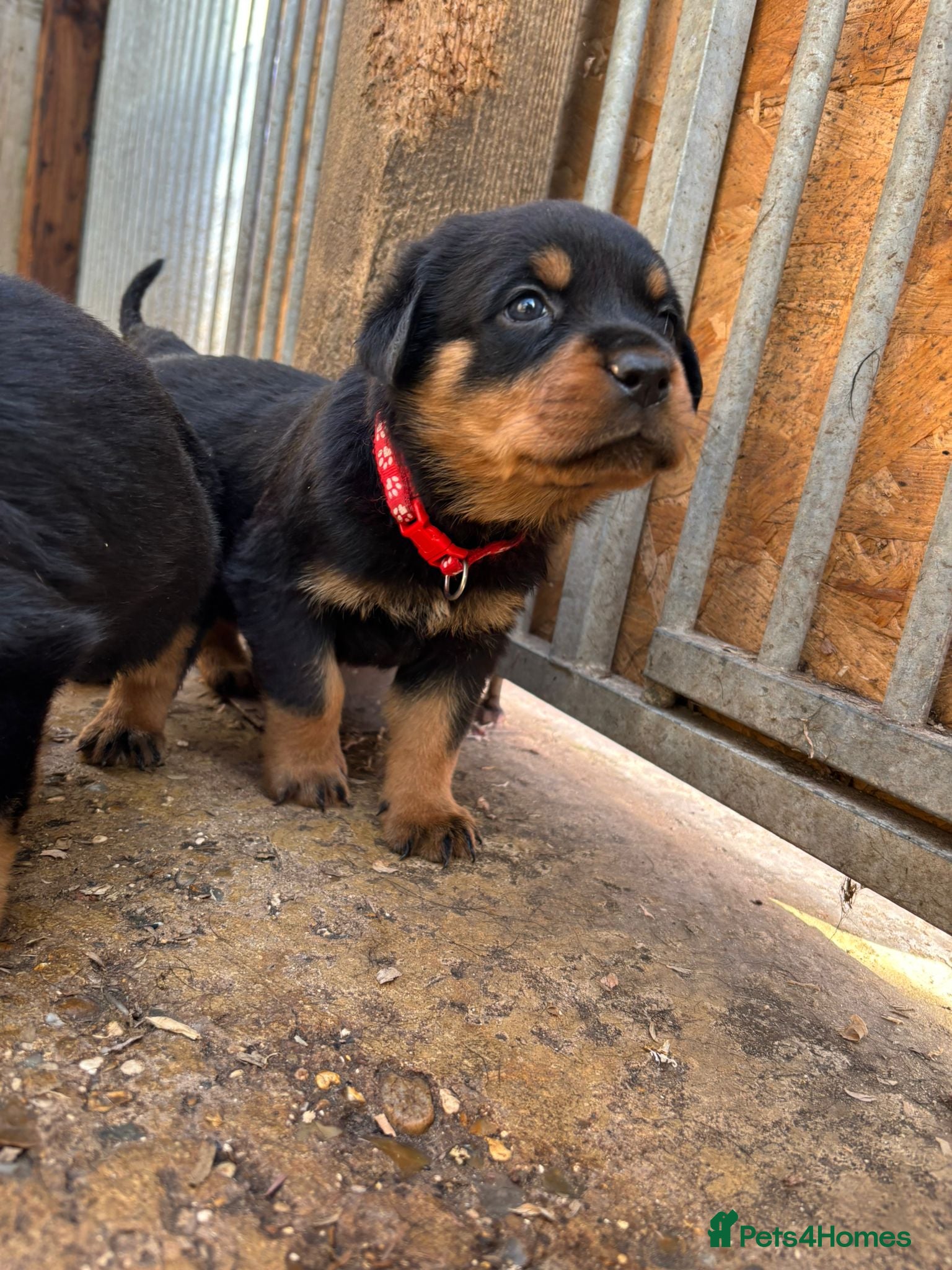 Rottweiler dogs Top KC Registered Female Puppies - Advert 10