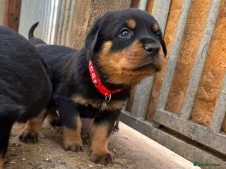 Rottweiler dogs Top KC Registered Female Puppies - Advert 10
