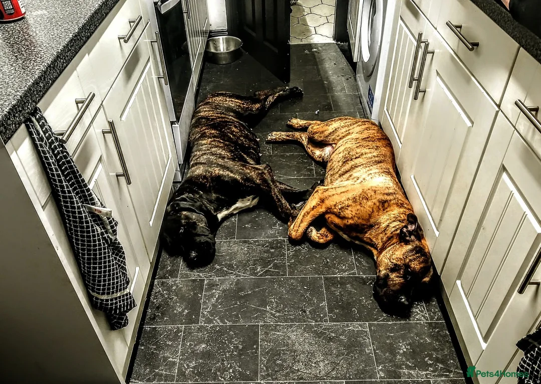 Mixed Breed dogs for sale: CANE CORSO X PRESA CANARIO PUPS £750 - Advert 5