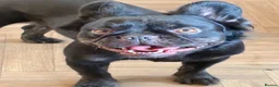 French Bulldog dogs for sale: French bulldog puppies  - Advert 3