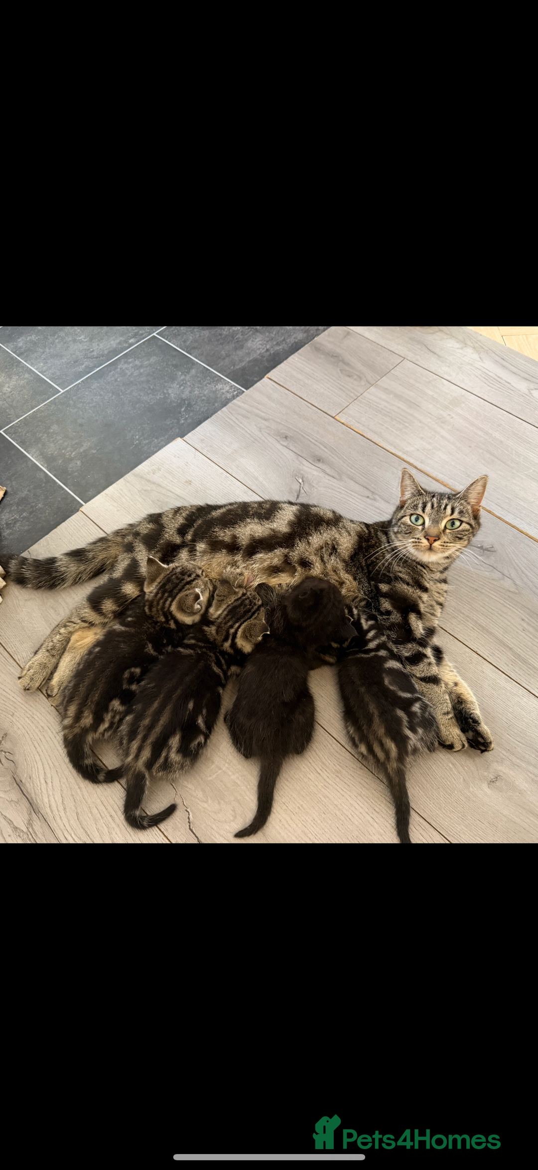 British Shorthair cats for sale: 5 gorgeous tabby kittens  - Image 14