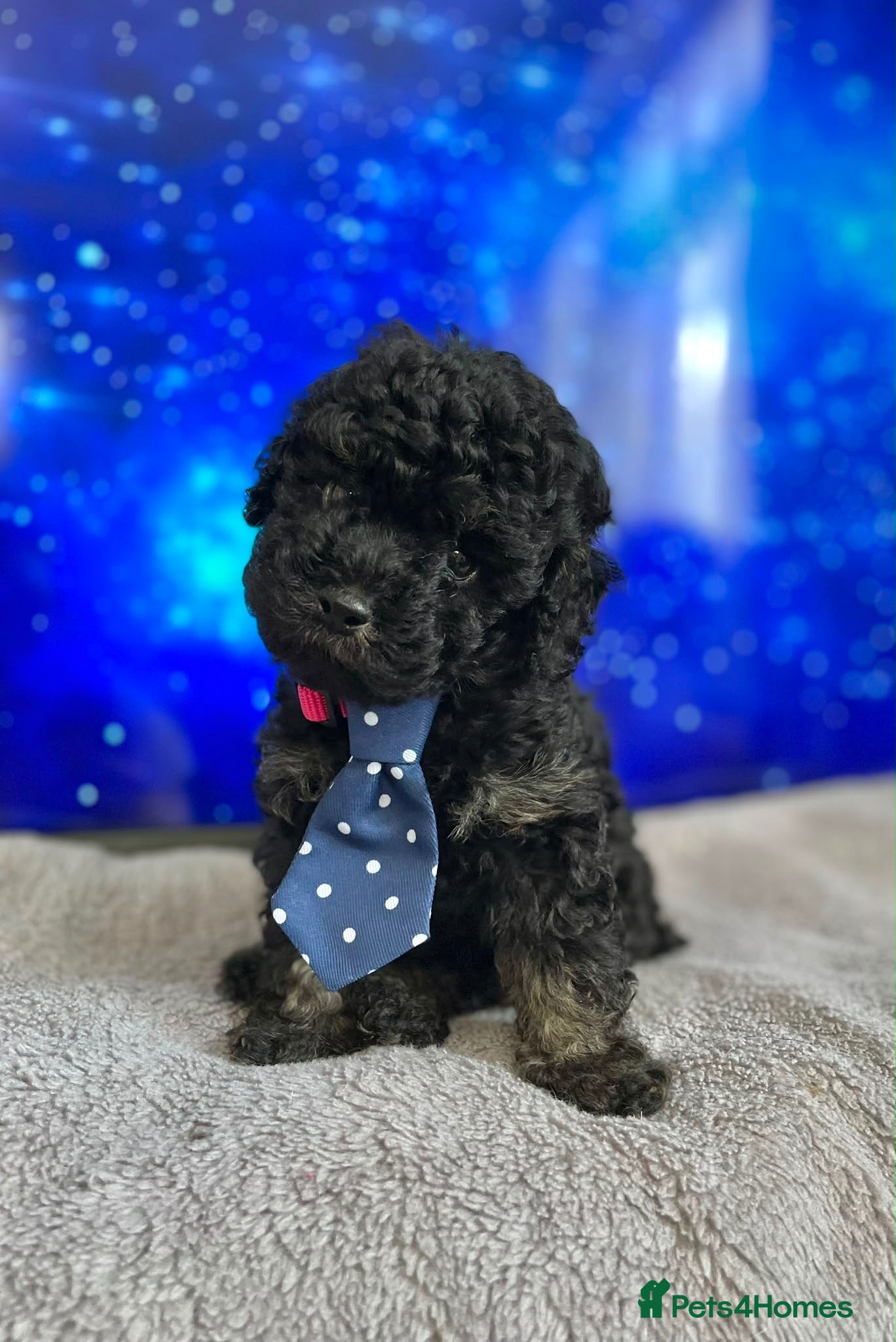 Cavapoo dogs 1 Outstanding tiny Cavapoo puppy boy - Advert 4