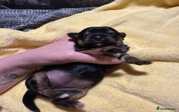 Mixed Breed dogs for sale: Dachshund x Chorkie - Image 8