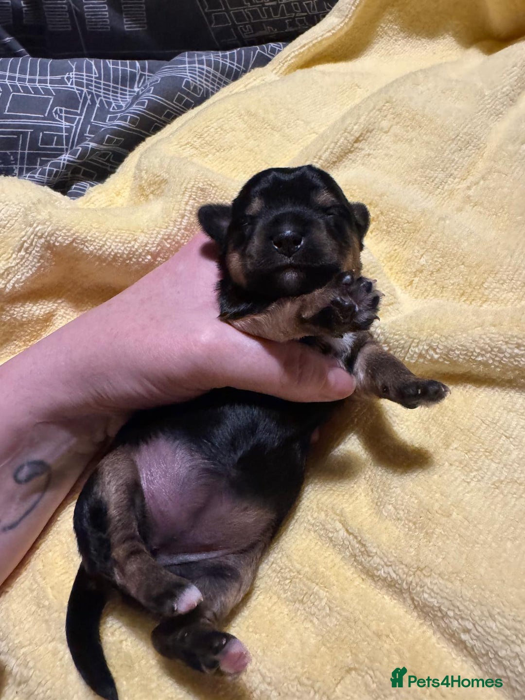 Mixed Breed dogs for sale: Dachshund x Chorkie - Image 8