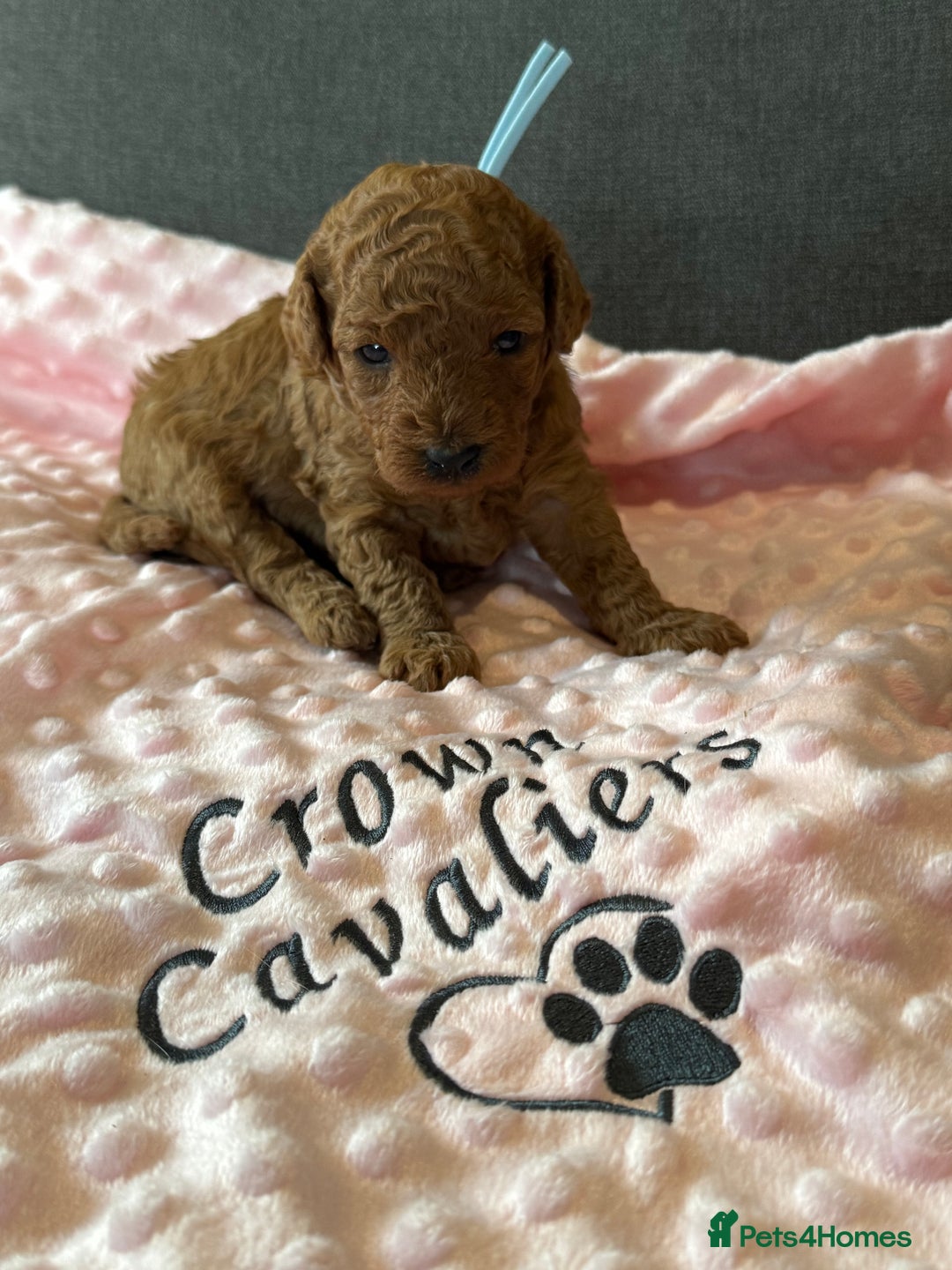 Toy Poodle dogs for sale: EXTENSIVE HEALTH TEST KC RED TOY POODLES LICENSED - Image 15