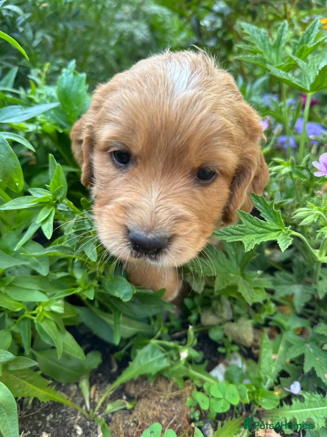 Mixed Breed dogs for sale: Cocker Sammy Spaniel puppies - Advert 23