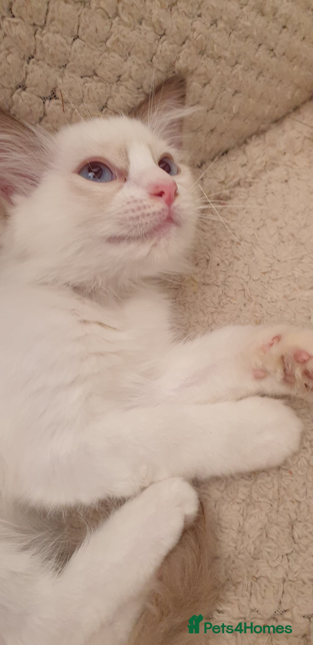 Ragdoll cats for sale:  GCCF KITTENS CHOC & LILAC MITTED AND BI-COLOUR in Darwen - Image 31