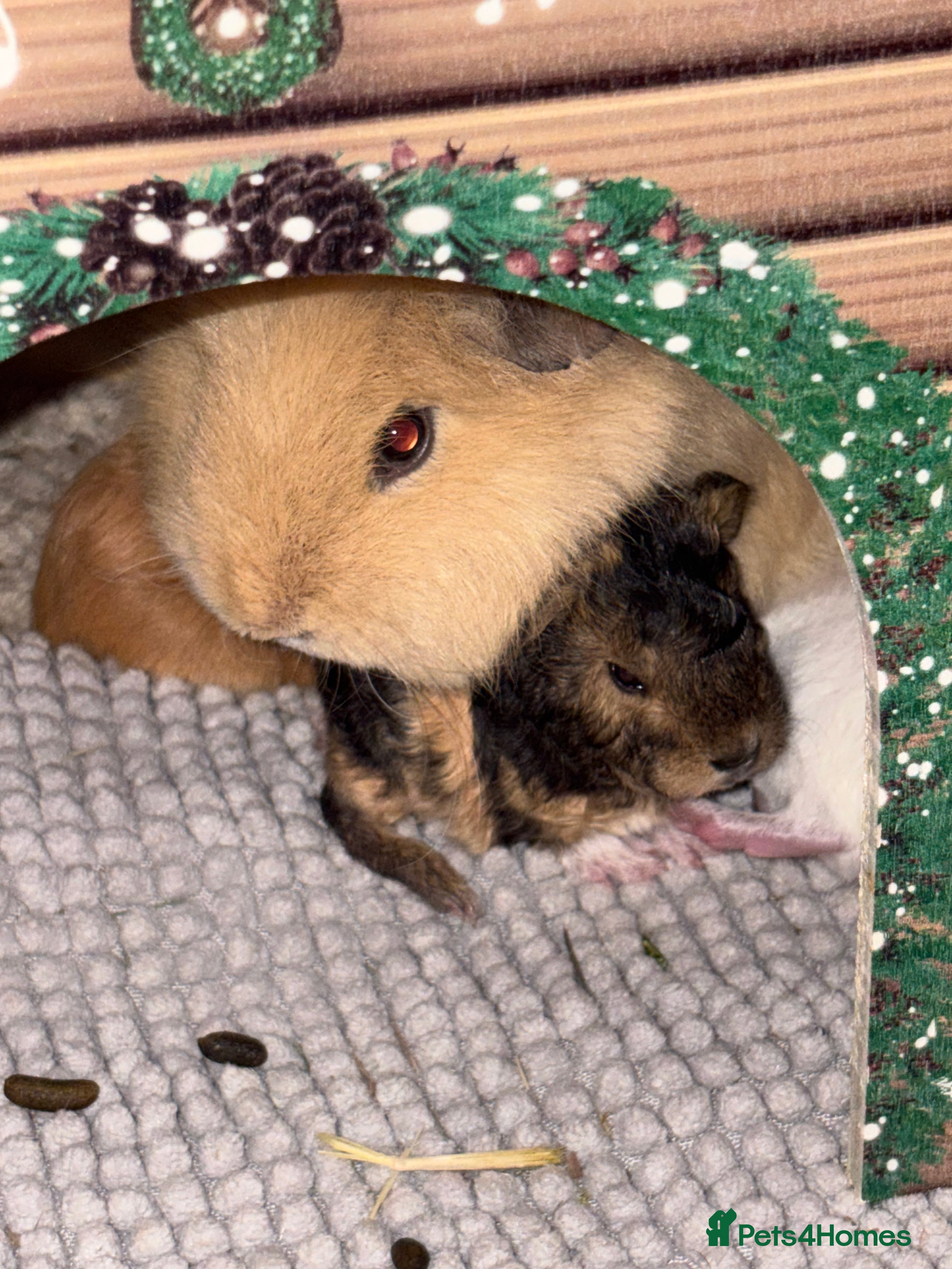 Guinea Pig rodents Stunning mother & baby guniea pigs - Advert 1