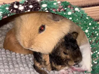 Guinea Pig rodents Stunning mother & baby guniea pigs - Advert 14