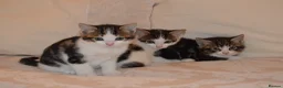 Mixed Breed cats for sale: 4 Beautiful Gentle Kittens for Sale - Advert 3