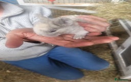 English Lop rabbits for sale: Rabbits  - Image 7
