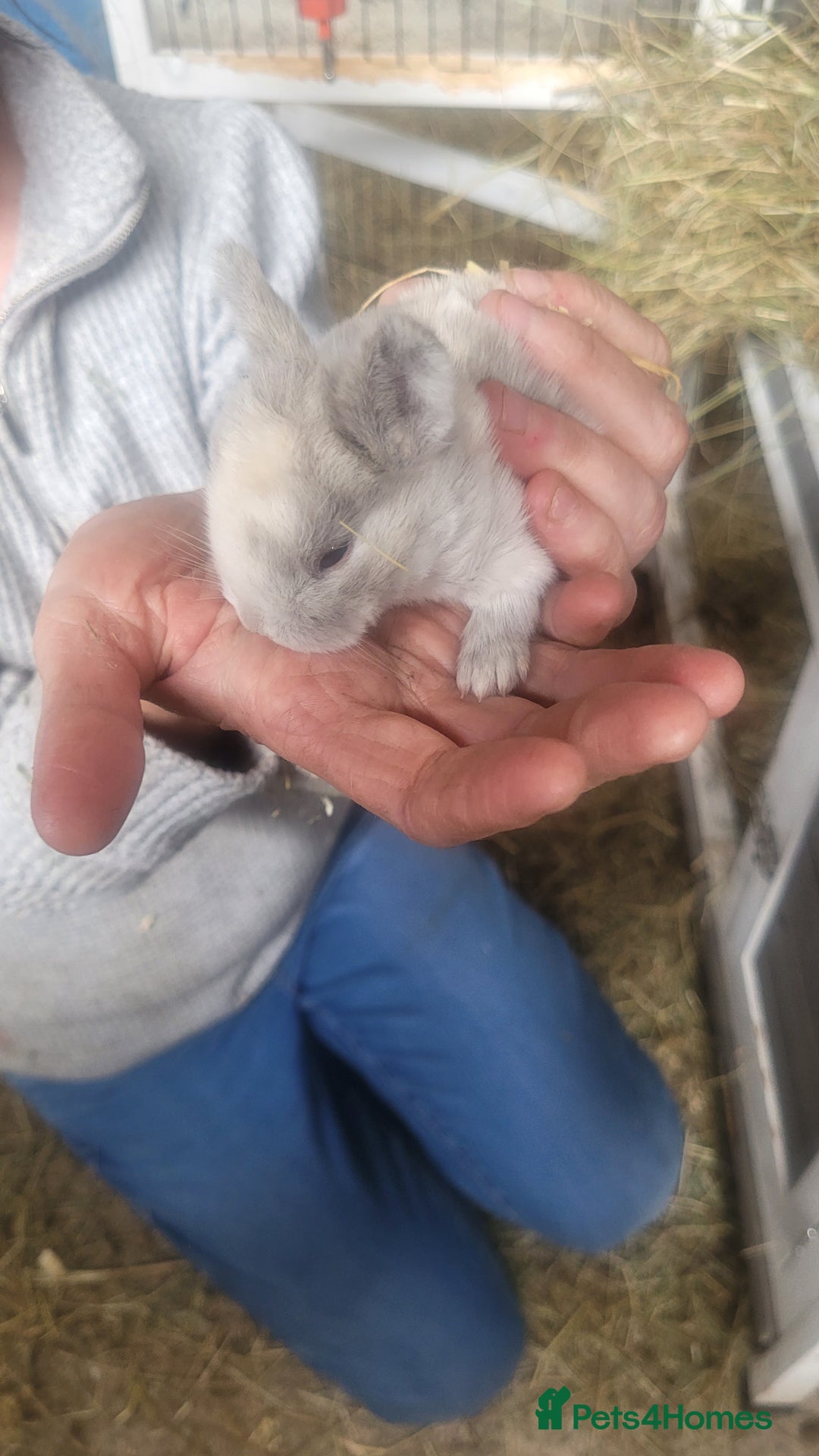 English Lop rabbits for sale: Rabbits  - Image 7
