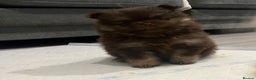Pomeranian dogs for sale: Beautiful short snout kc pomeranian puppies - Advert 8