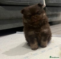 Pomeranian dogs - Advert 7