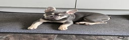 French Bulldog dogs for stud: KC Reg French Bulldog Lilac & Cream  - Advert 5