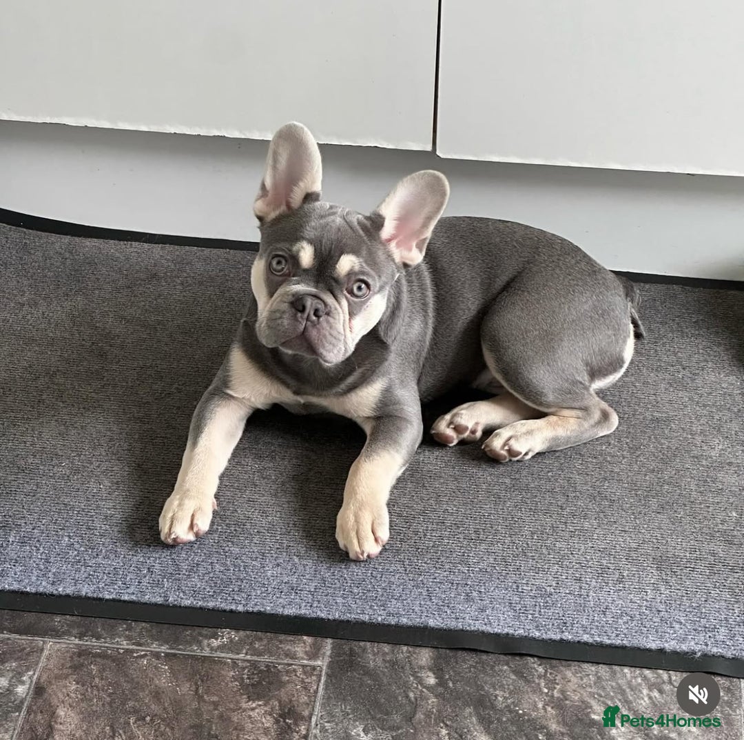 French Bulldog dogs for stud: KC Reg French Bulldog Lilac & Cream  - Image 5