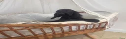 Cocker Spaniel dogs for sale: Golden and Black working type cocker spaniels - Advert 14