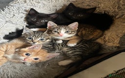 Mixed Breed cats for sale: Mixed breed kittens for sale  - Image 2