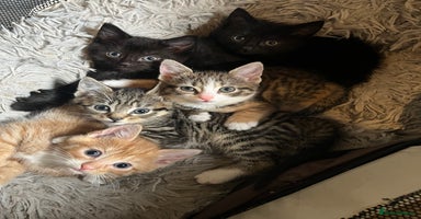 Mixed Breed cats - Advert 10