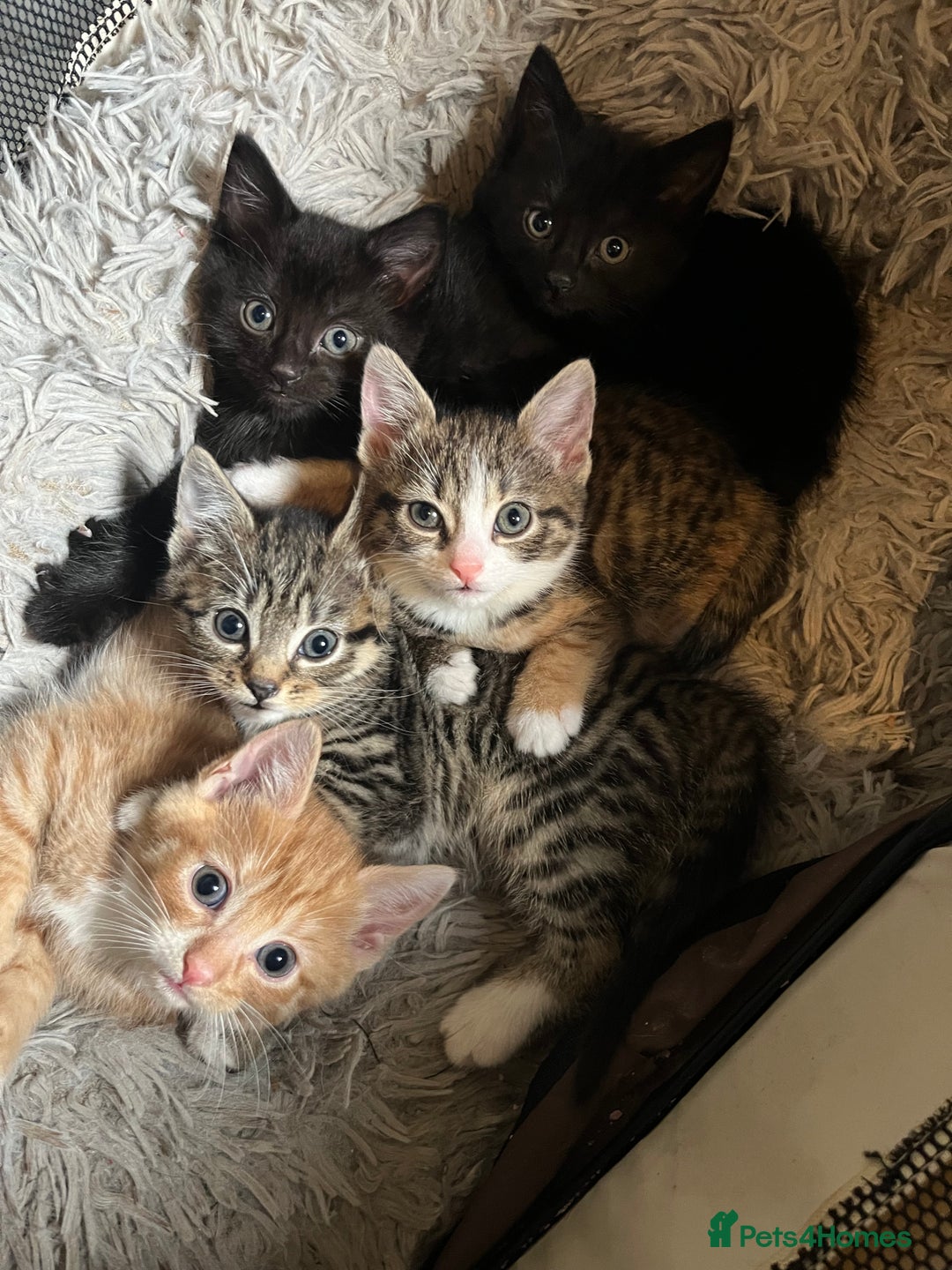 Mixed Breed cats for sale: Mixed breed kittens for sale  - Image 2