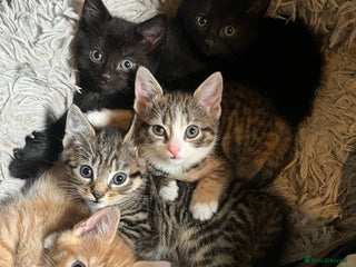 Mixed Breed cats - Advert 34