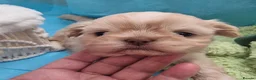 Shih Tzu dogs for sale: Kc reg Stunning small baby boys/girl - Advert 27