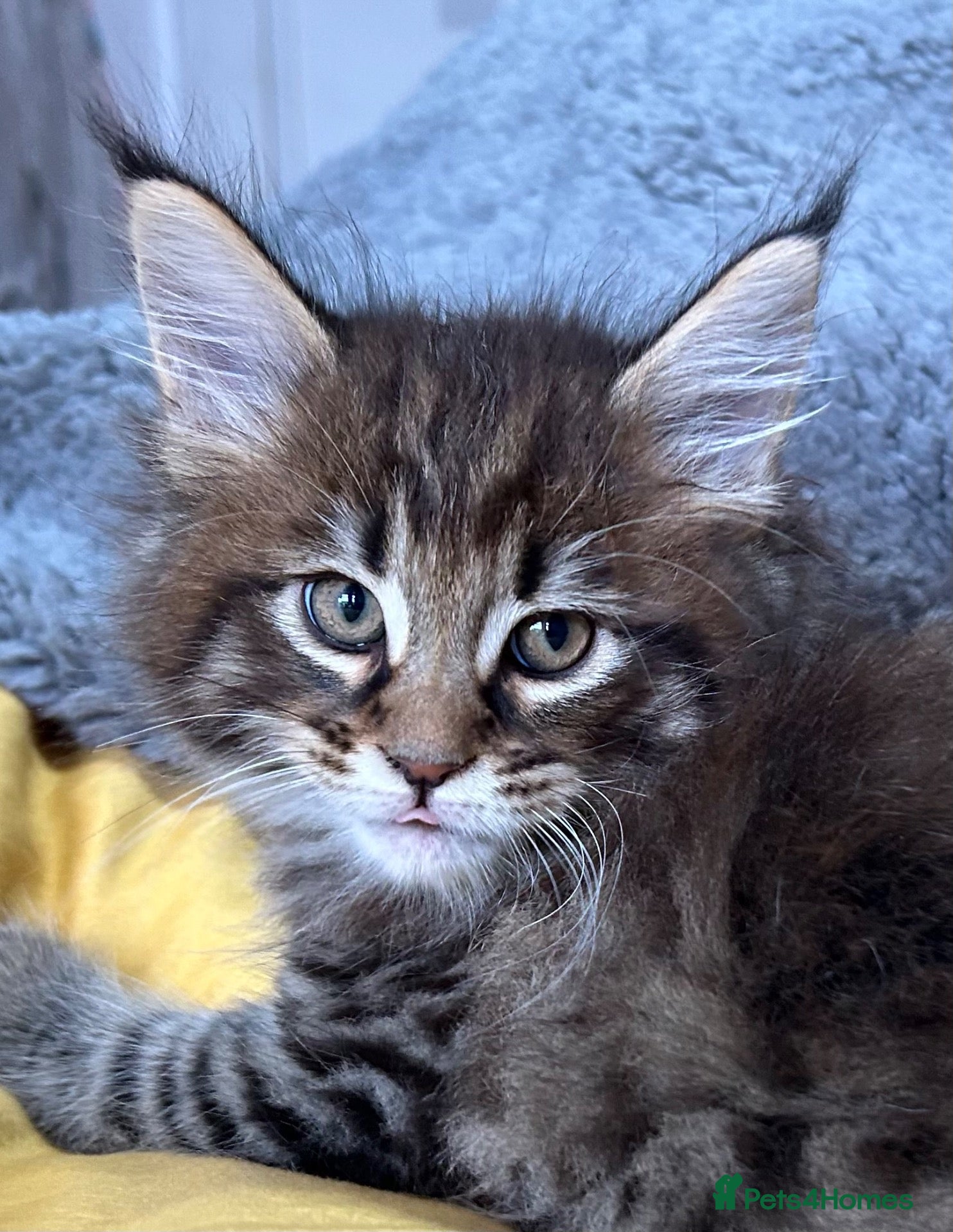 Maine Coon cats Stunning XL Male Kitten: TICA Pedigree Maine Coon - Advert 3
