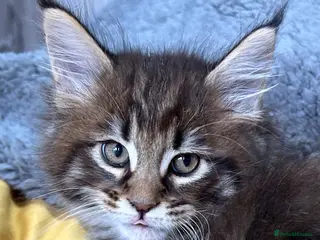 Maine Coon cats Stunning XL Male Kitten: TICA Pedigree Maine Coon - Advert 3