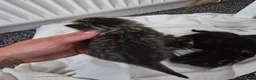 Mixed Breed cats for sale: Kittens mixed breed fluffy adorable  - Advert 6