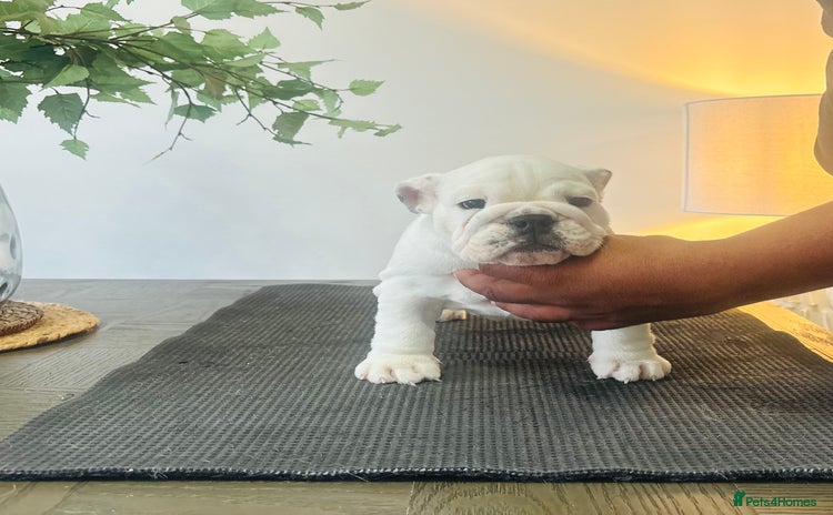 English Bulldog dogs - Advert 1
