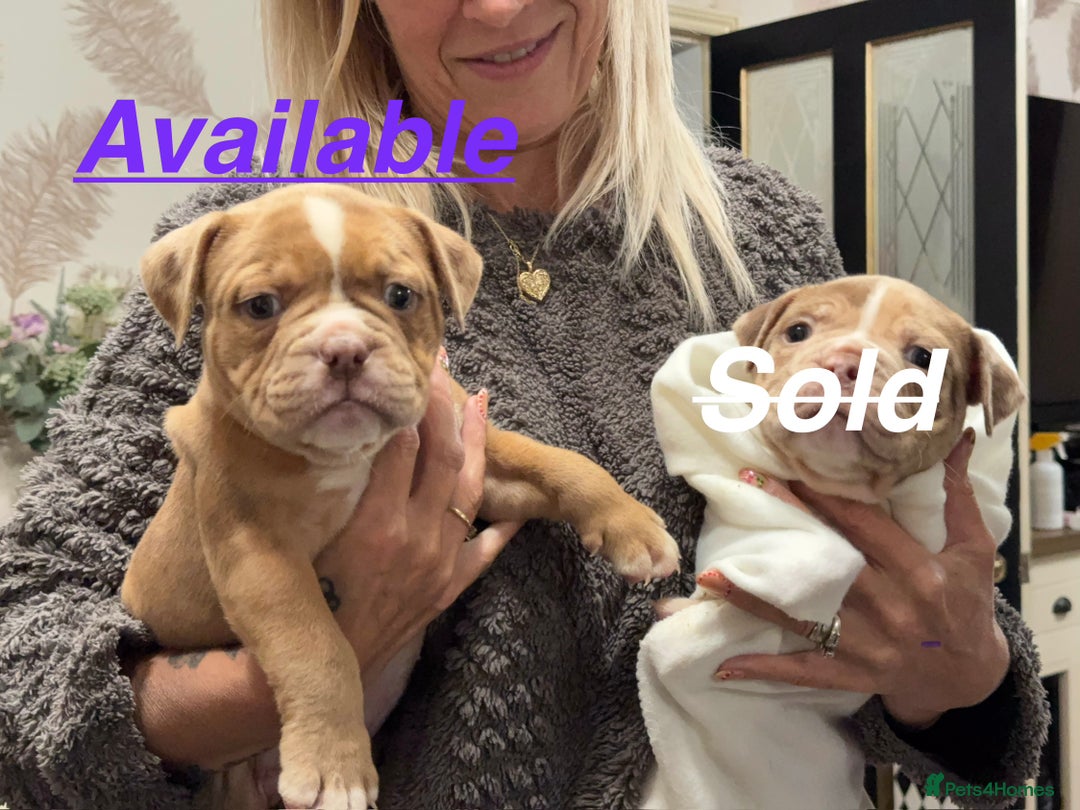 Olde English Bulldogge dogs for sale: (Reduced) Olde English Bulldogges puppies  - Advert 1