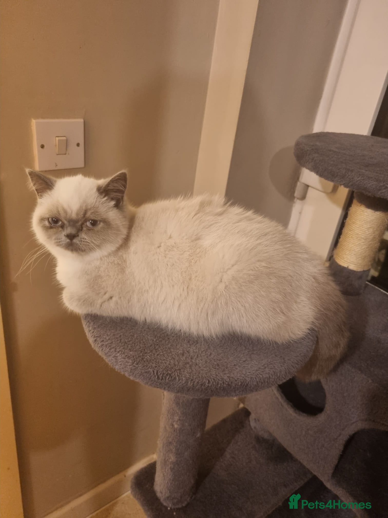 Exotic cats Bluepoint Exotic Shorthair Female - Advert 1