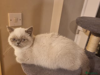 Exotic cats Bluepoint Exotic Shorthair Female - Advert 1