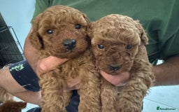 Toy Poodle dogs for sale: Dark red extra Tiny toy poodle puppies KC register - Image 2
