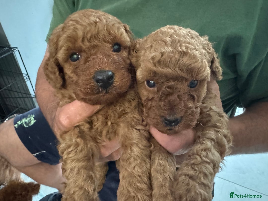 Toy Poodle dogs for sale: Dark red extra Tiny toy poodle puppies KC register - Image 2