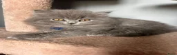 British Shorthair cats for sale: British short /longhair gccf  kittens  - Advert 21