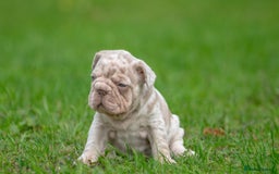 French Bulldog dogs for sale: French bulldog pups - Image 2