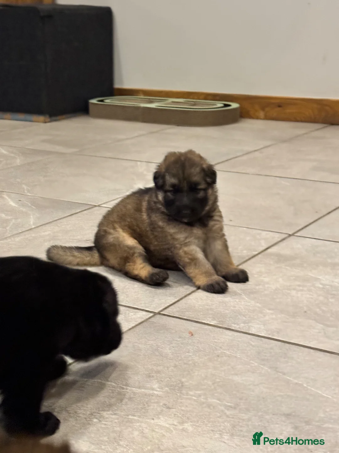 German Shepherd dogs for sale: German Shepherd Puppies - Advert 4