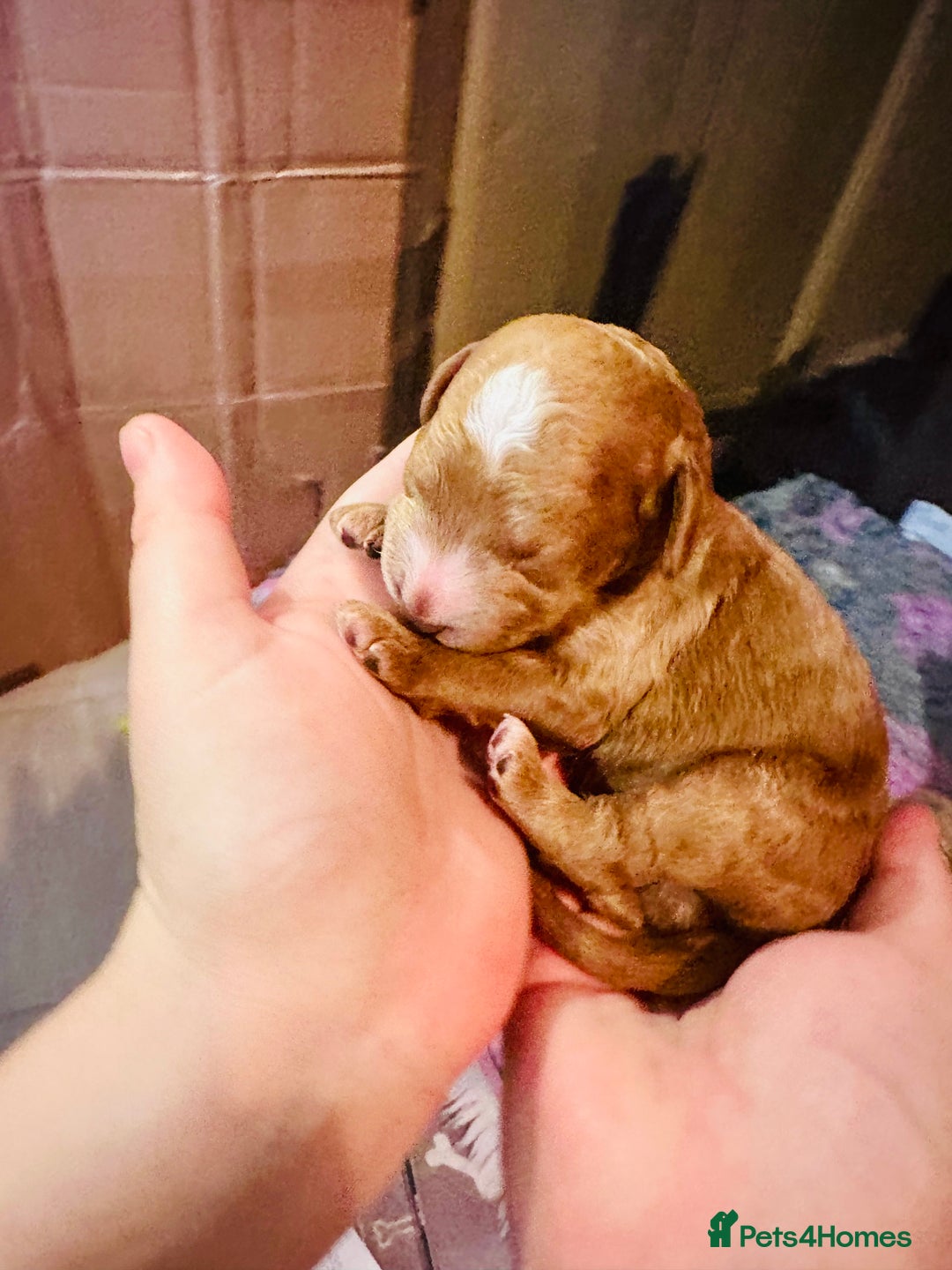 Cockapoo dogs for sale: Cockapoo - Advert 14