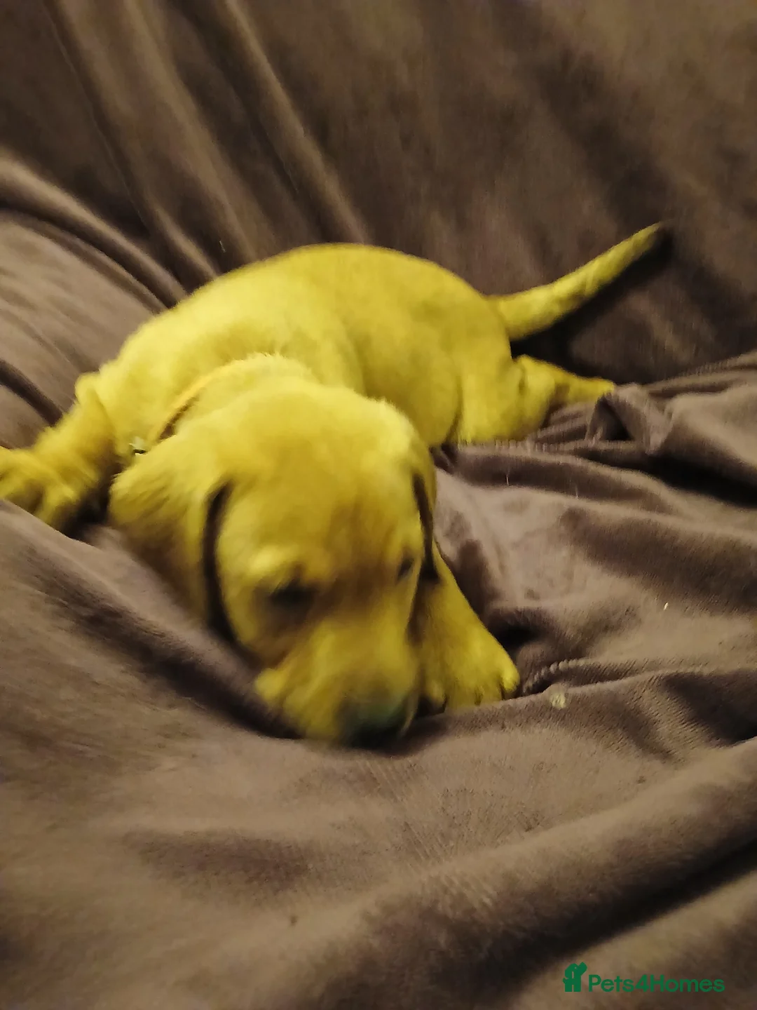 Labrador Retriever dogs for sale: Fox red labrador puppies - Advert 2