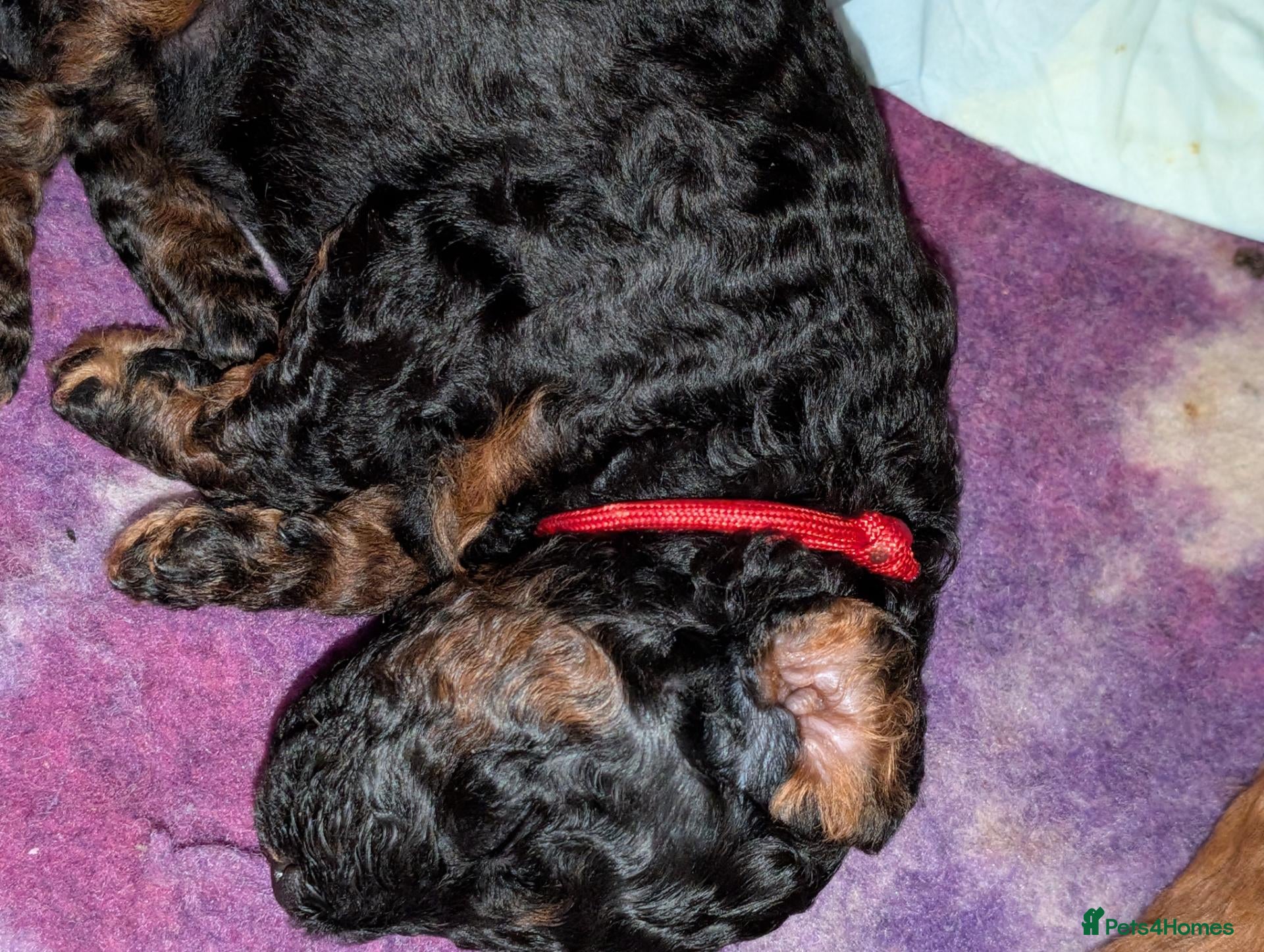 Miniature Poodle dogs Miniature KC poodles  - Advert 18