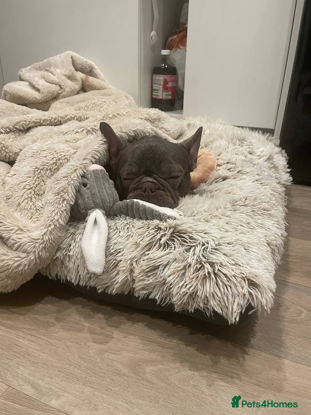 French Bulldog dogs for sale: Needs rehoming in Pershore - Advert 2