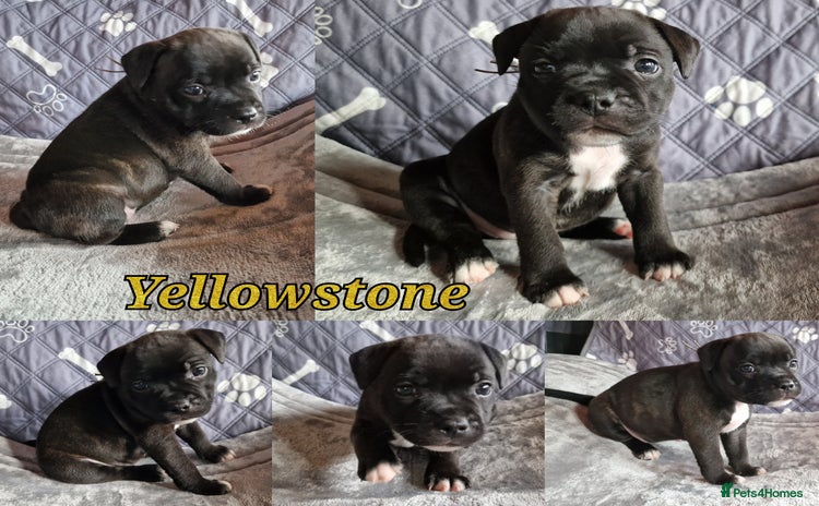 Staffordshire Bull Terrier dogs - Advert 4