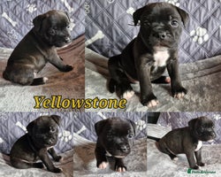 Staffordshire Bull Terrier dogs - Advert 3