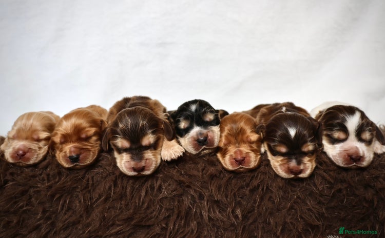 Cocker Spaniel dogs - Advert 3